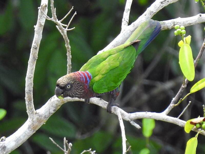 Loro Abanicorojo