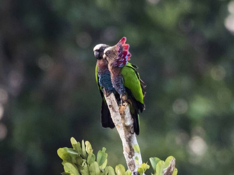Loro Abanicorojo, Fotos 2