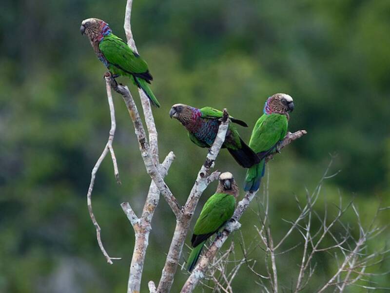 Loro Abanicorojo, Fotos 4