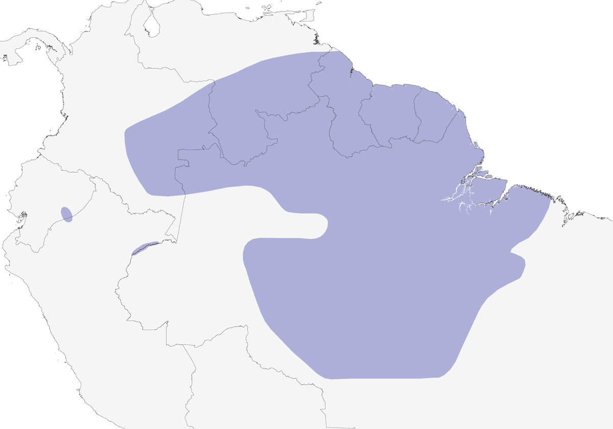 Loro Abanicorojo, Distribución 1