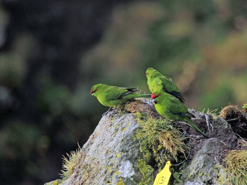 Red-crowned Parakeet (Cyanoramphus novaezelandiae)