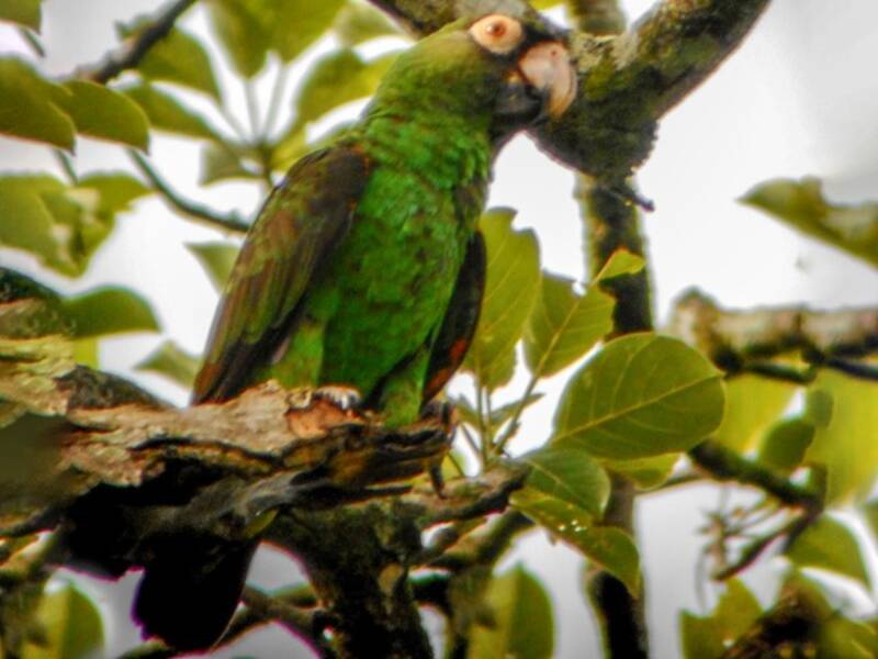 Loro de Frente Roja, Fotos 4