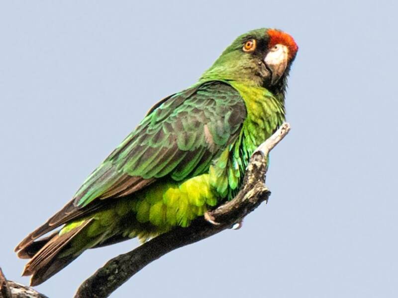 Red-fronted Parrot