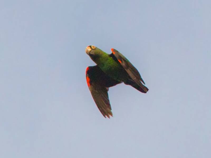Loro de Frente Roja, Fotos 3