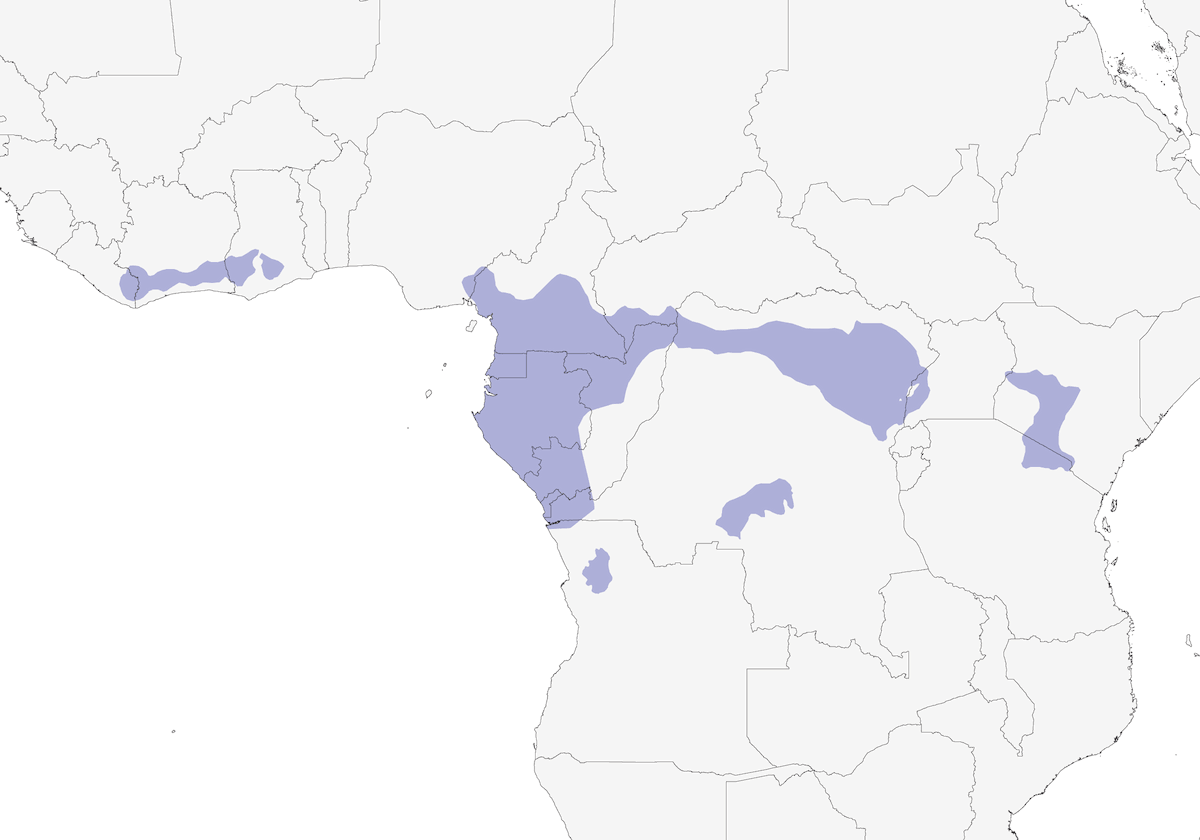 Loro de Frente Roja, Distribución 1