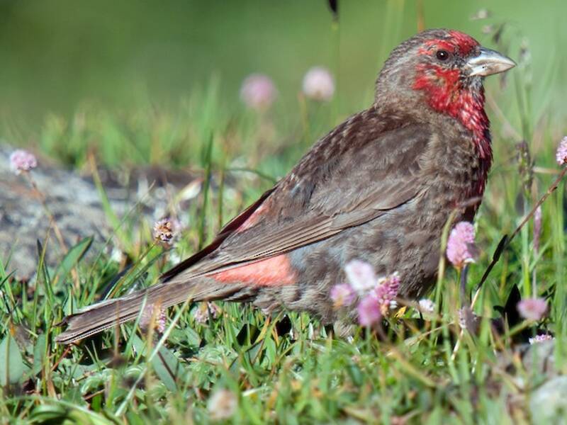 Fringuello rosa fronte rossa, Foto 3