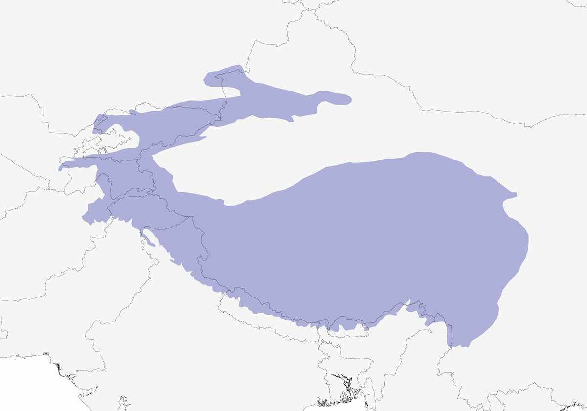 Fringuello rosa fronte rossa, Distribuzione 1