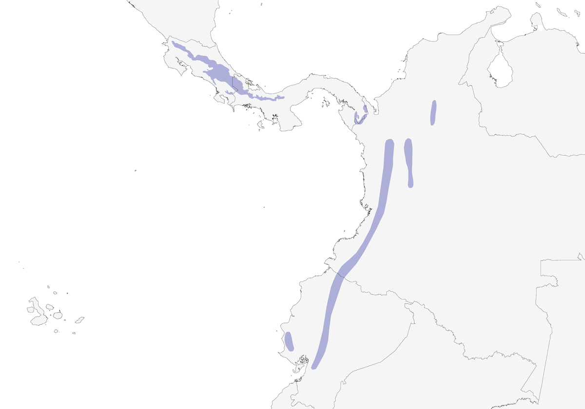 Codaspinosa facciarossa, Distribuzione 1
