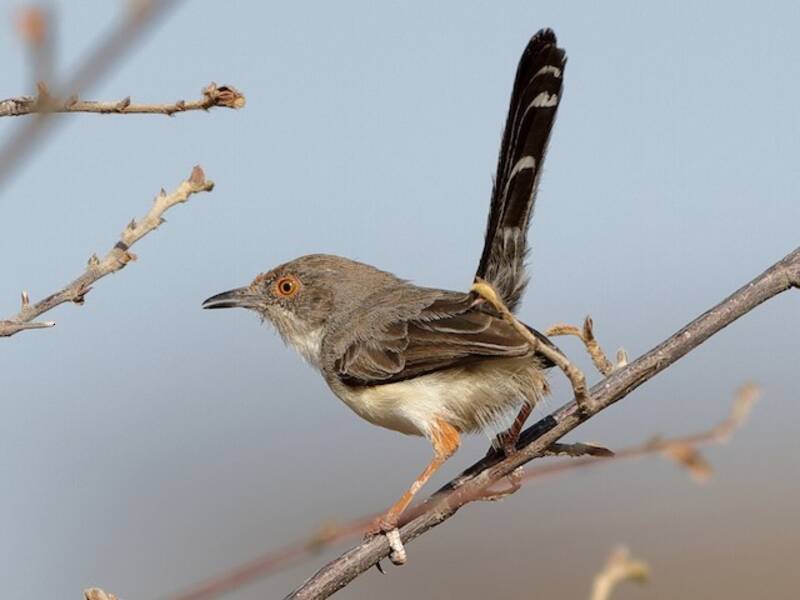Prinia à front roux - Prinia rufifrons