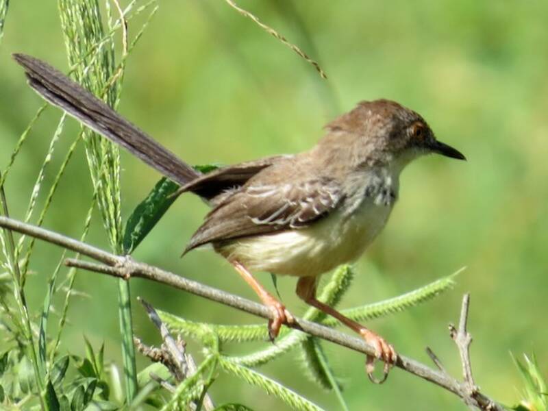 Prinia à front roux, Photos 2