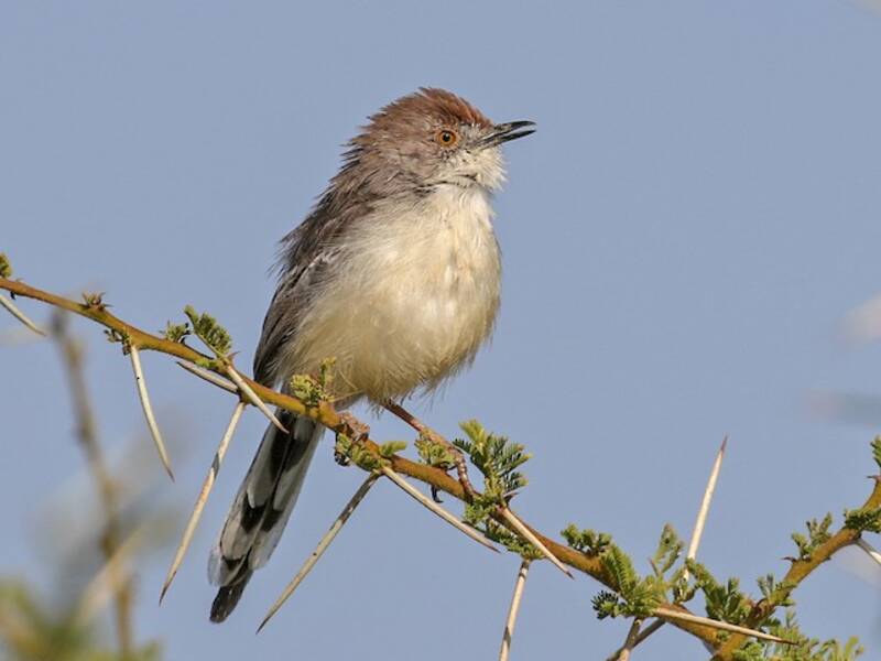 Prinia à front roux, Photos 4