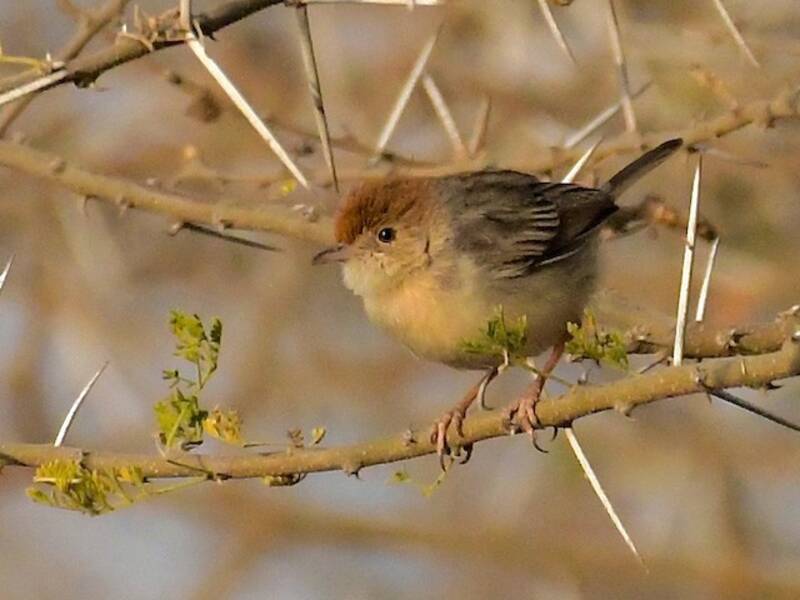 Prinia à front roux, Photos 3