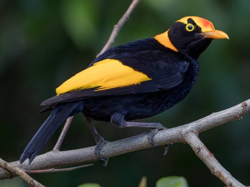 Regent Bowerbird