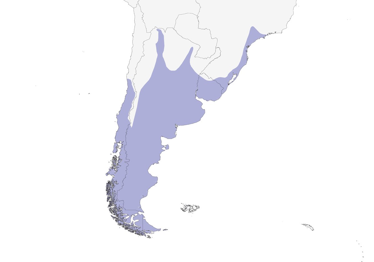 Gallareta de ligas rojas, Distribución 1