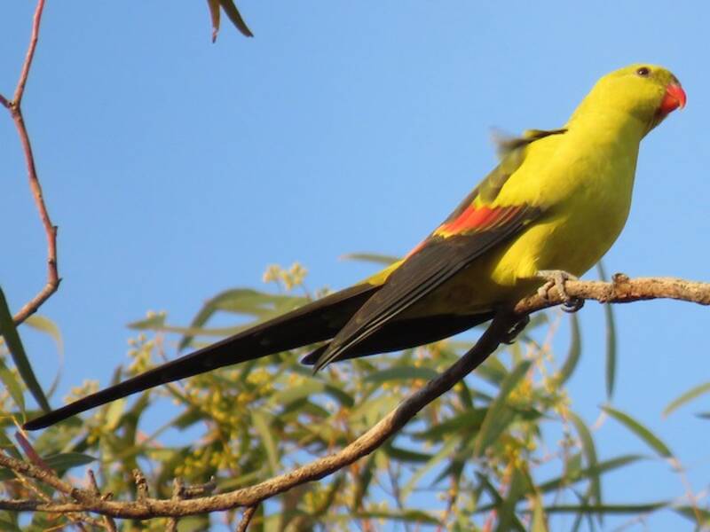 Perico Regente, Fotos 4