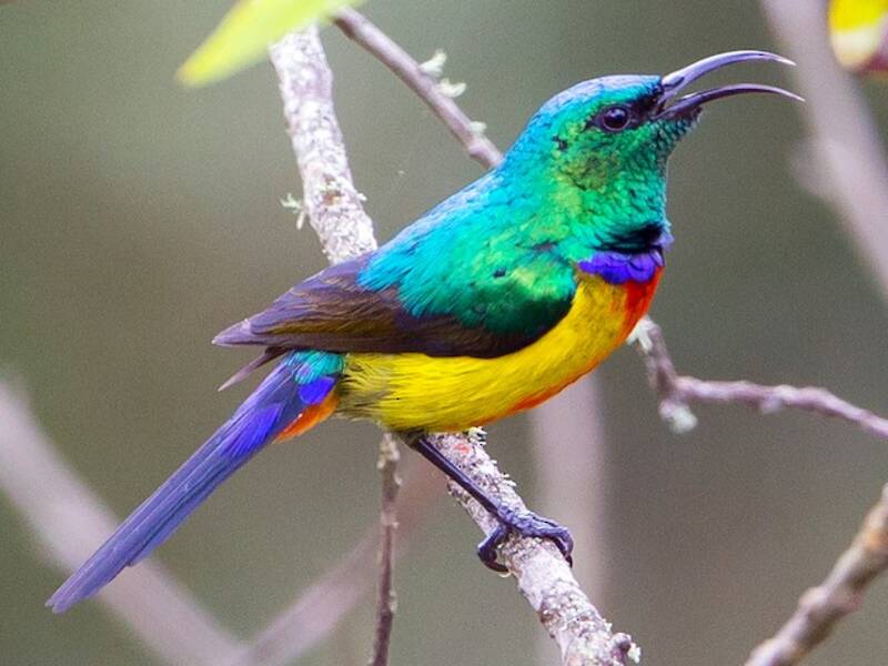 Nettarinia regale, Foto 2