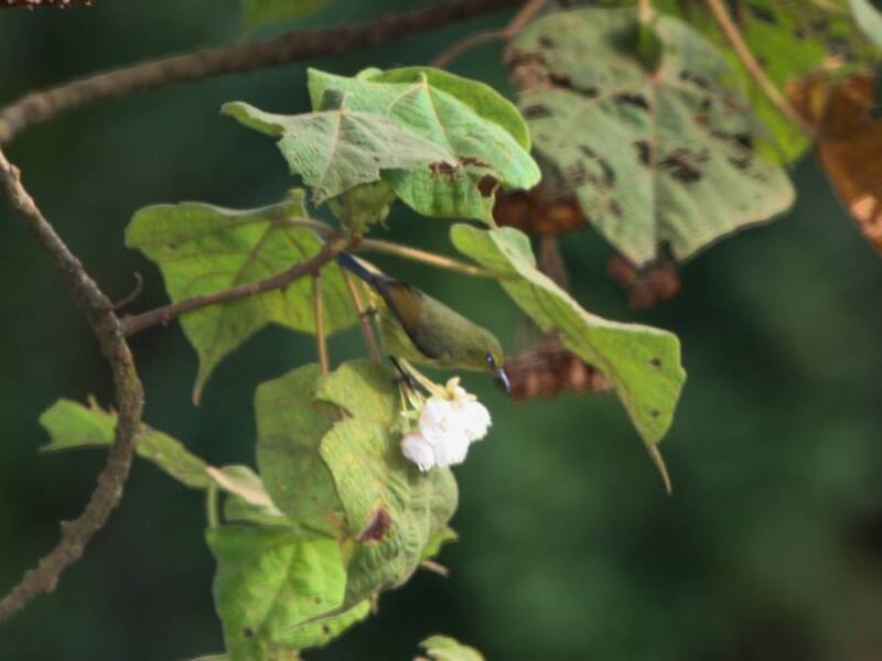 Nettarinia regale, Foto 4