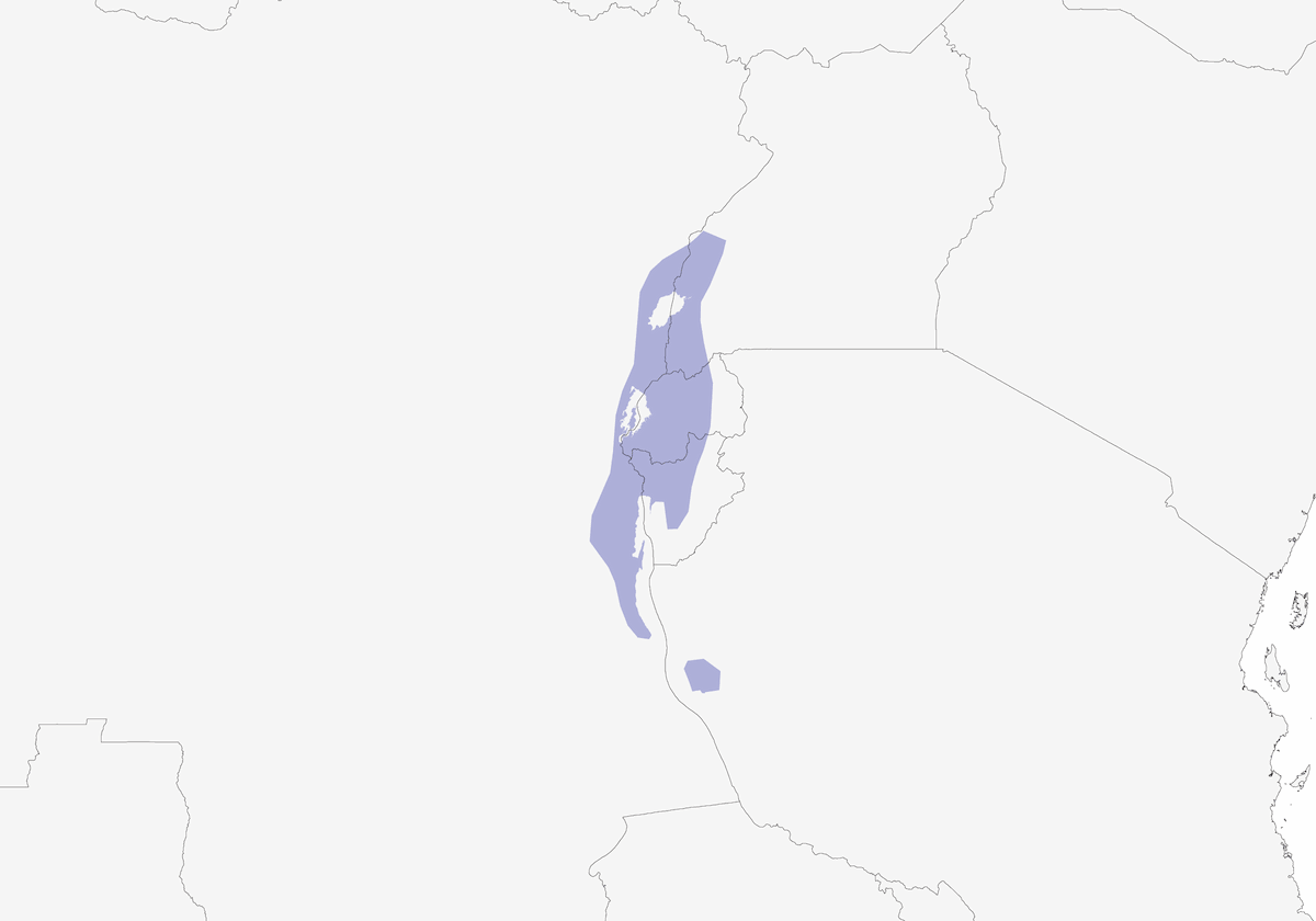 Nettarinia regale, Distribuzione 1