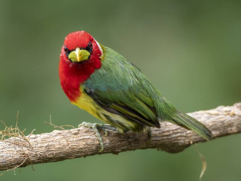 Barbet à tête rouge, Photos 3