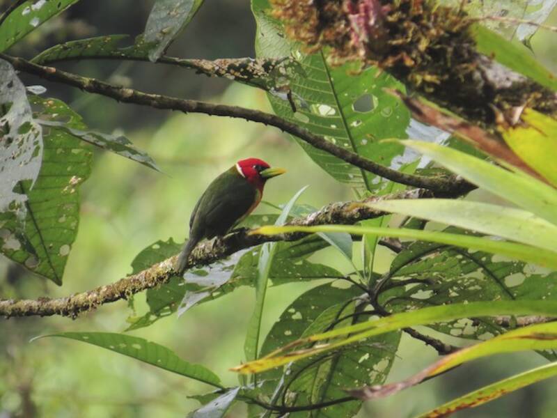 Barbet à tête rouge, Photos 4