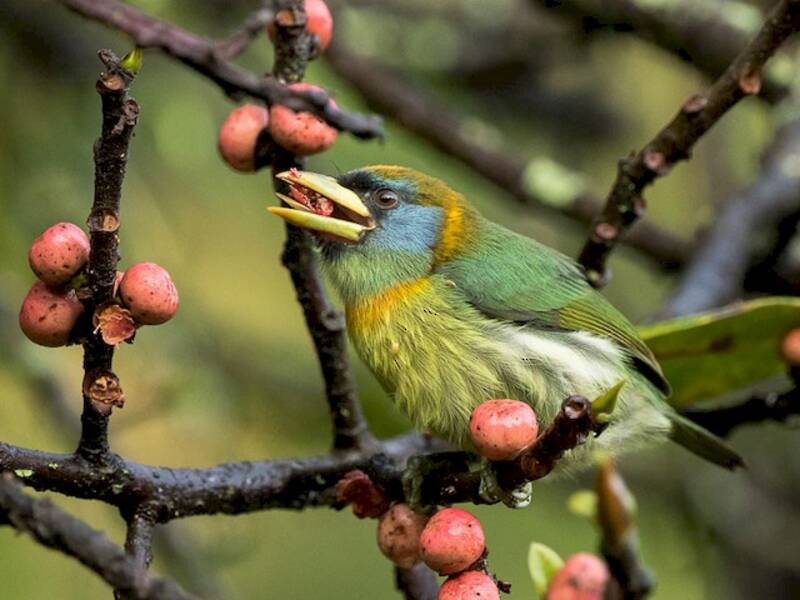 Barbet à tête rouge, Photos 2