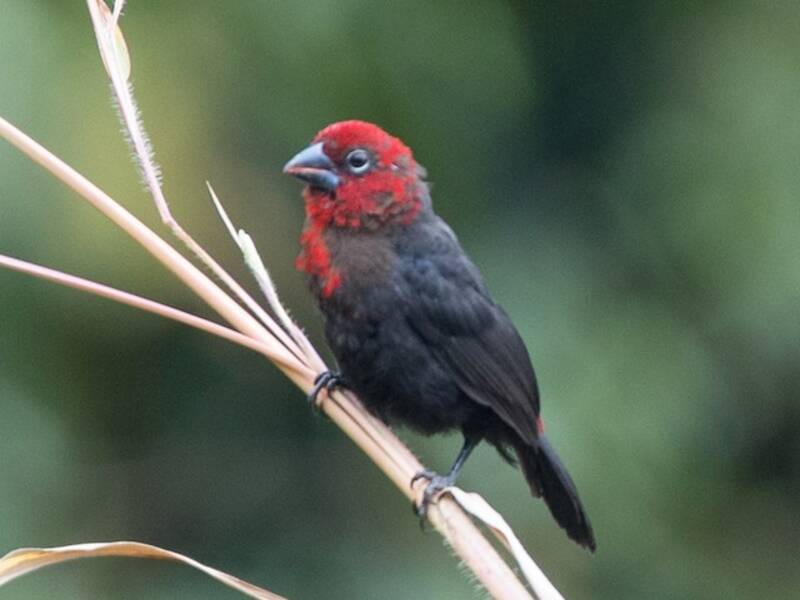 Red-headed Bluebill, Photos 4