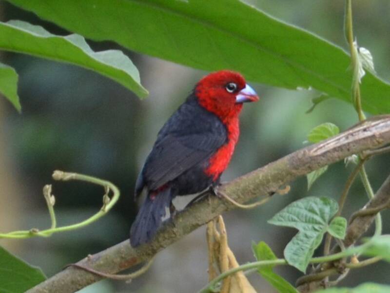 Red-headed Bluebill