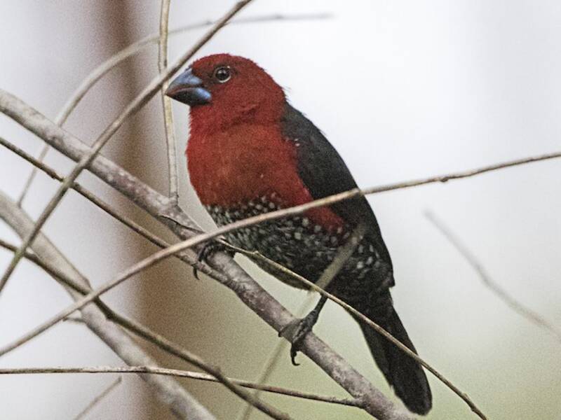 Red-headed Bluebill, Photos 2