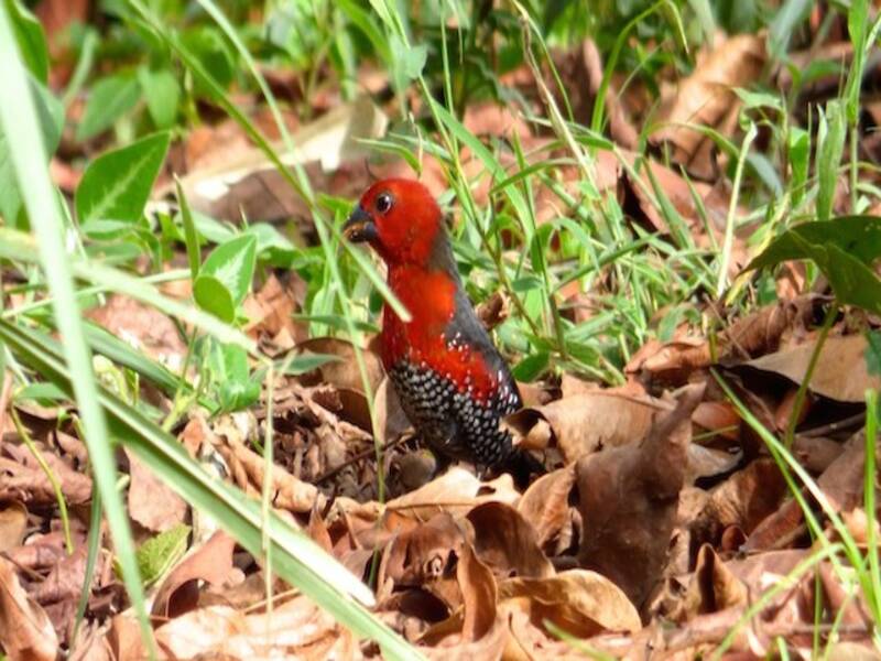 Red-headed Bluebill, Photos 3