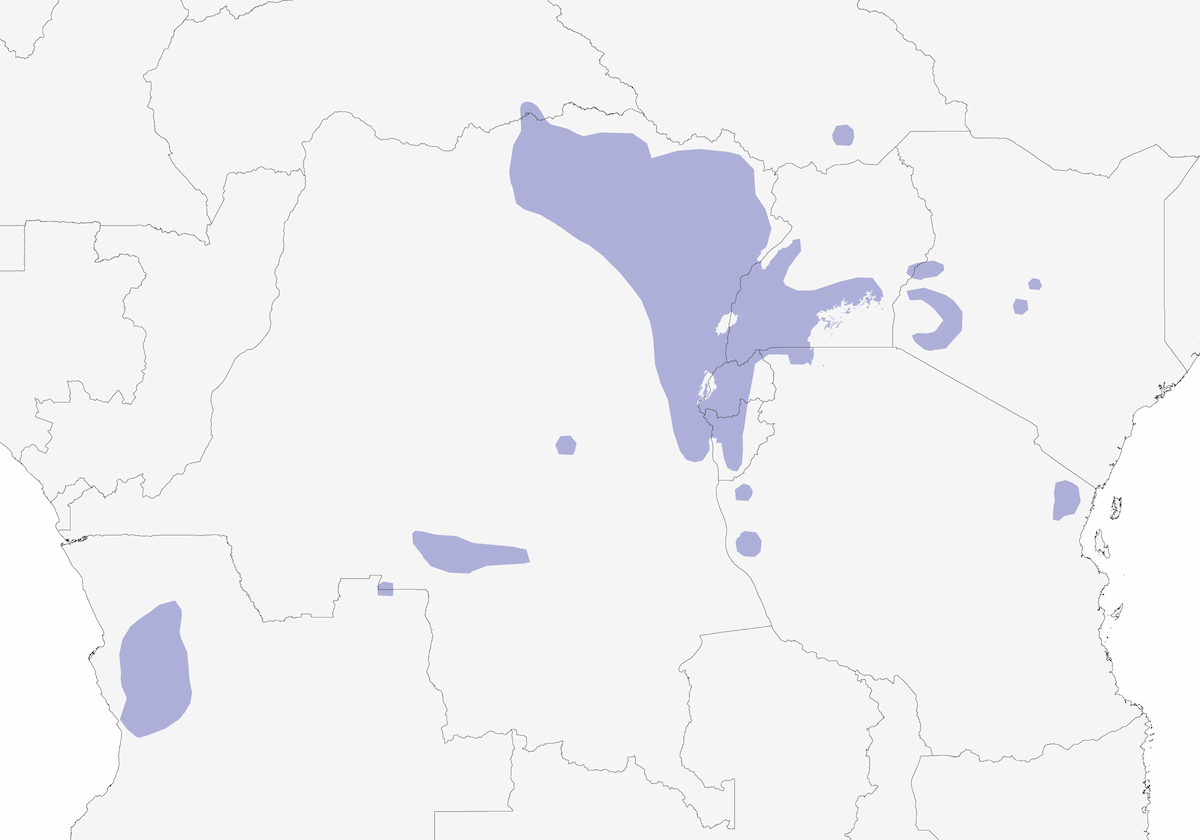 Red-headed Bluebill, Distribution 1