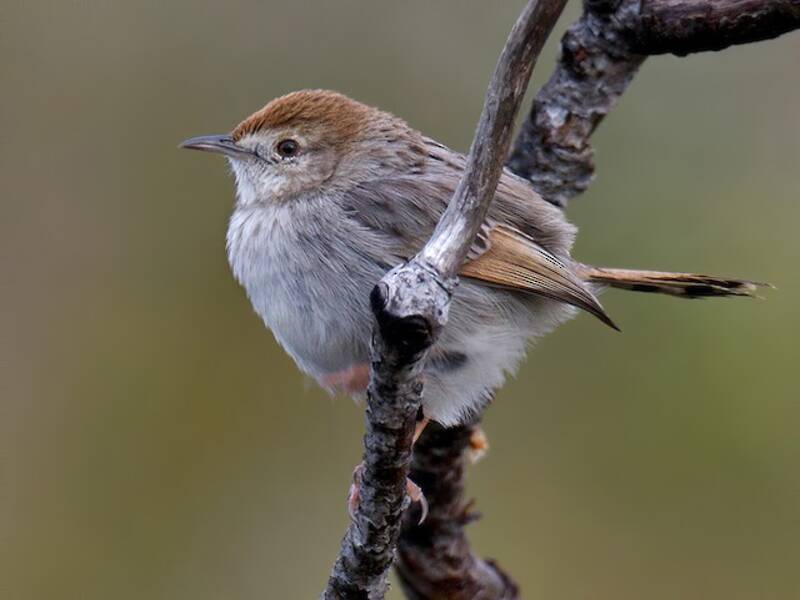 Gray-backed Cisticola, Photos 4
