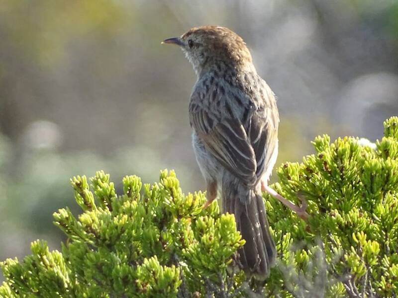 Gray-backed Cisticola, Photos 3