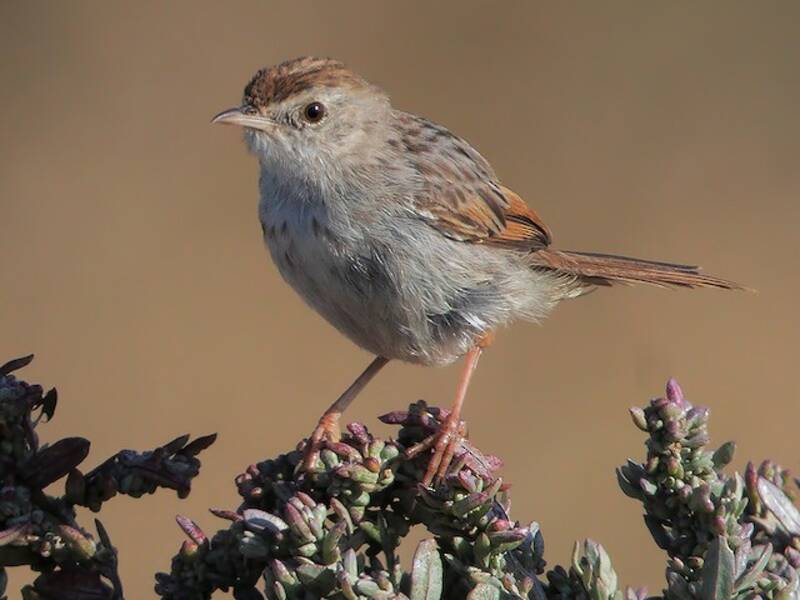 Gray-backed Cisticola, Photos 2