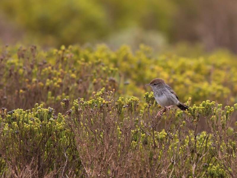 Gray-backed Cisticola