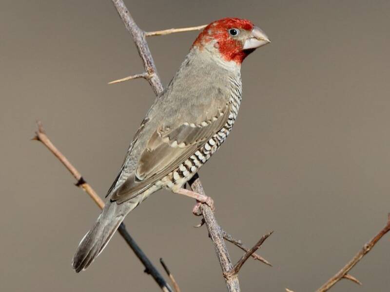 Red-headed Finch, 照片 2