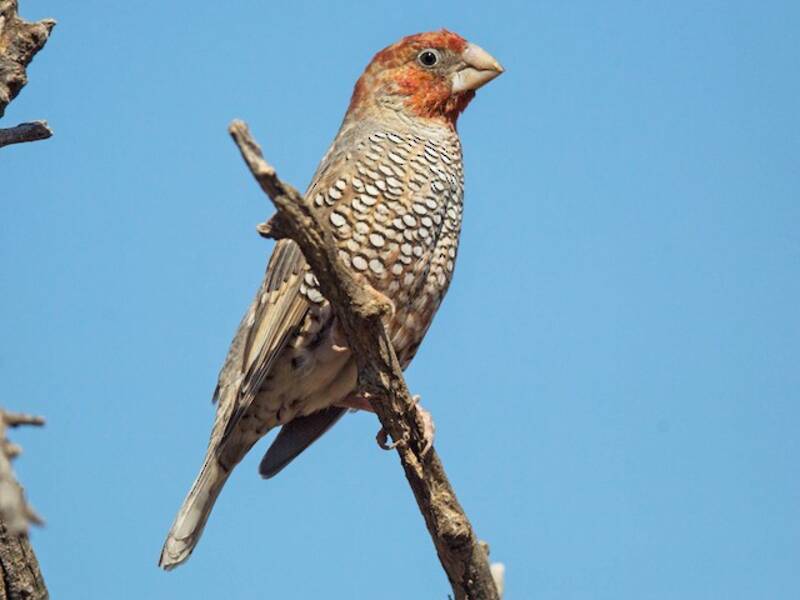Red-headed Finch