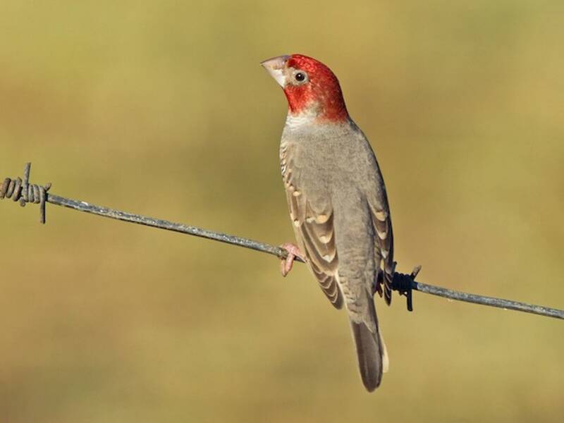 Red-headed Finch, 照片 4