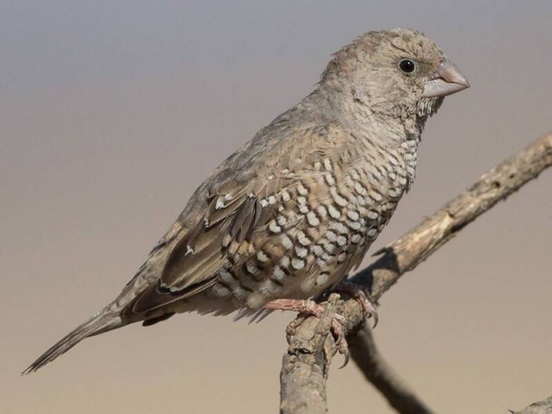 Red-headed Finch, 照片 3