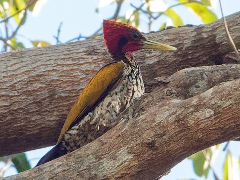 Red-headed Flameback