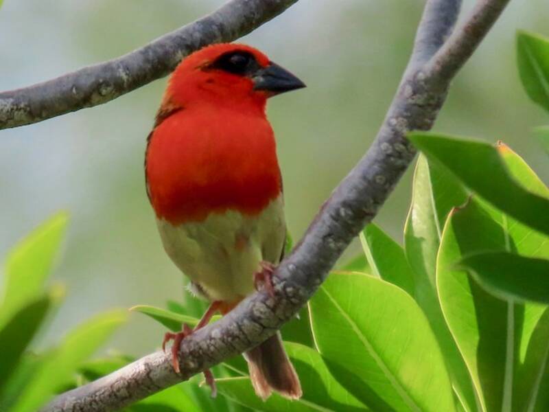 Aldabra Fody (Foudia aldabrana)