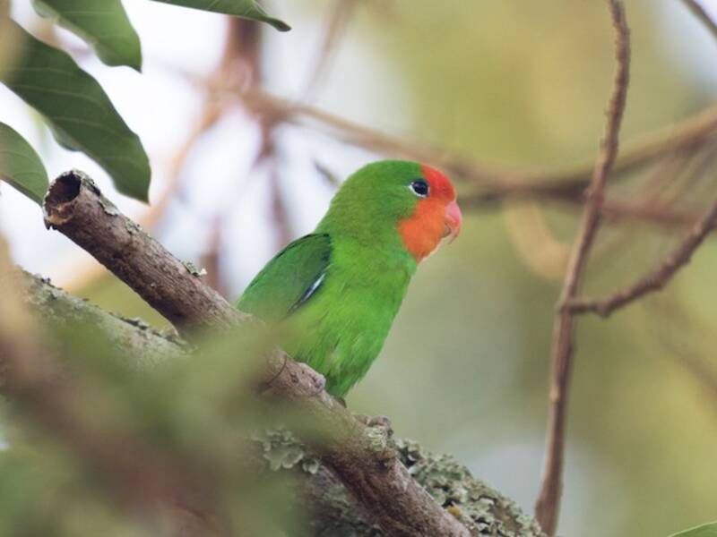 Red-headed Lovebird, Photos 4