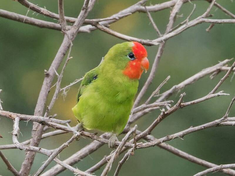 Red-headed Lovebird