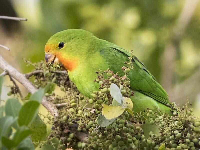 Red-headed Lovebird, Photos 2