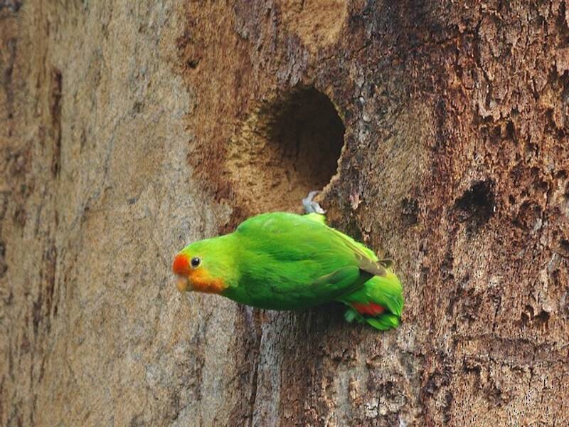 Red-headed Lovebird, Photos 3