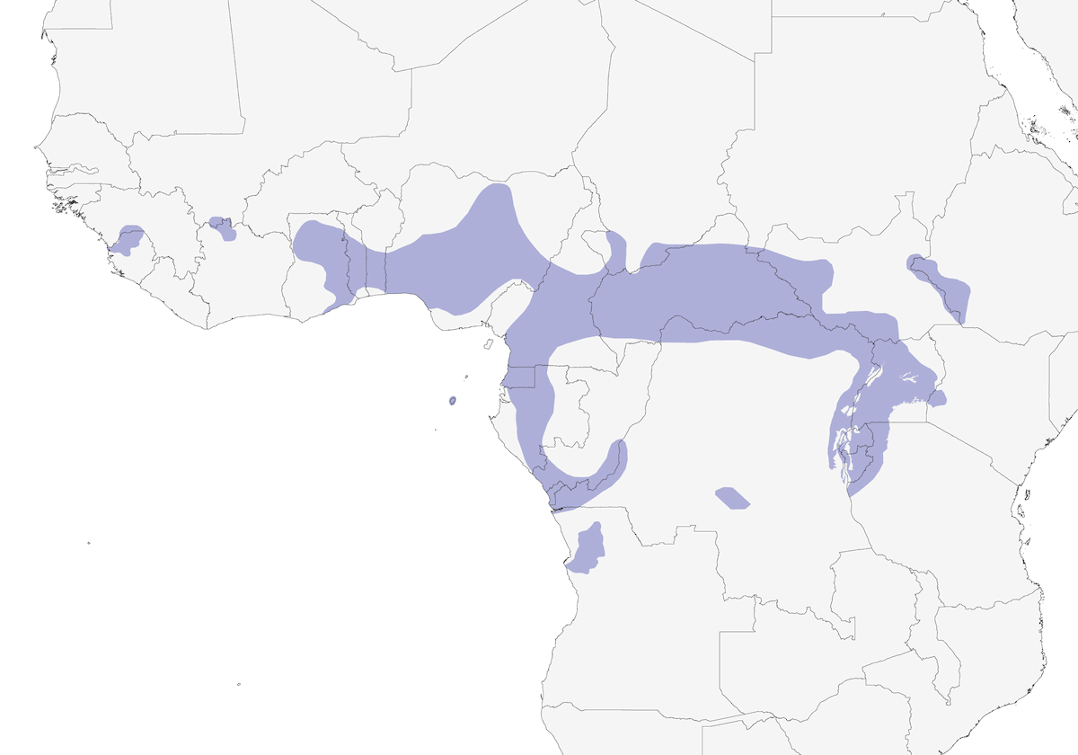 Red-headed Lovebird, Distribution 1