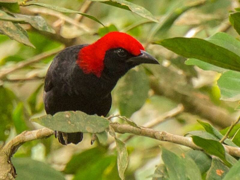Red-headed Malimbe