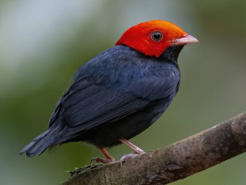 Manakin à tête rouge, Photos 3