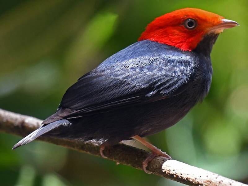 Manakin à tête rouge, Photos 2