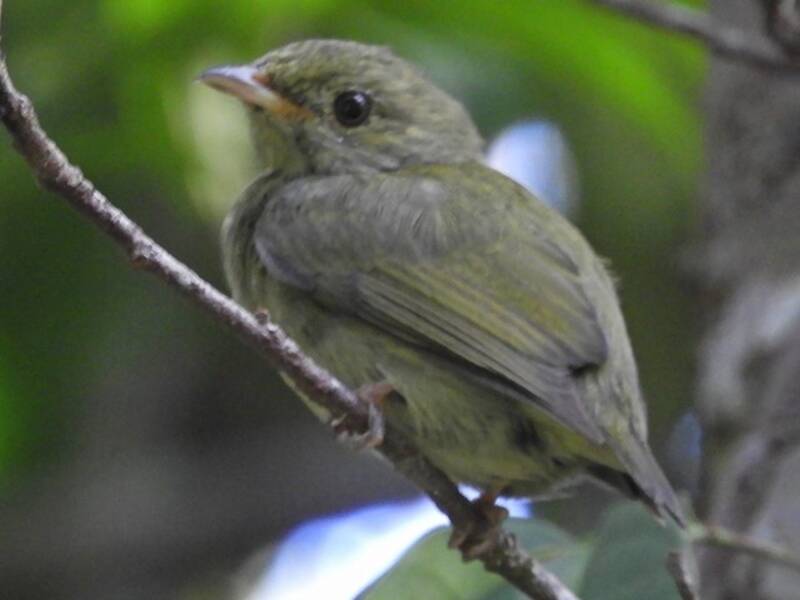 Manakin à tête rouge, Photos 4