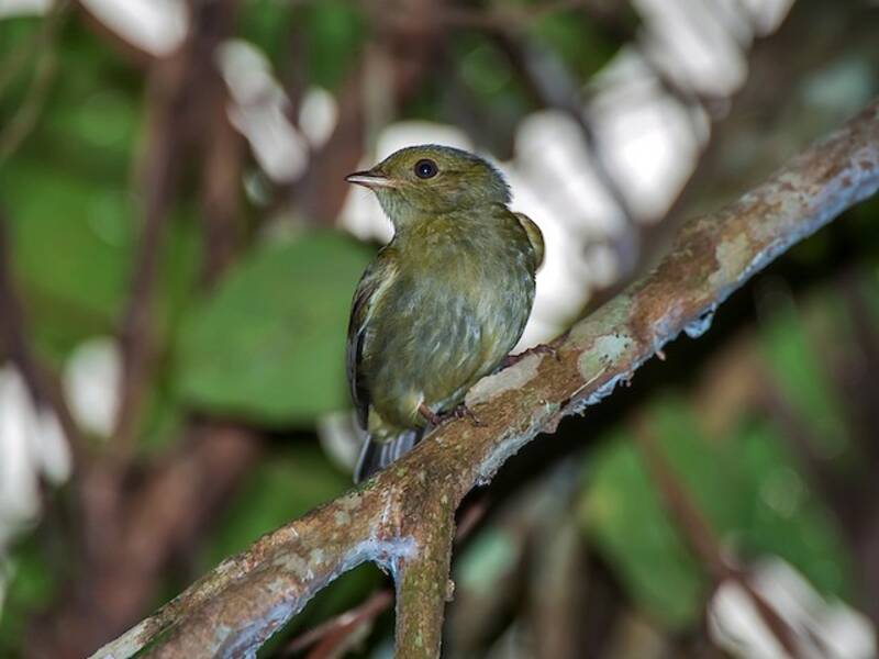 Manakin à tête rouge